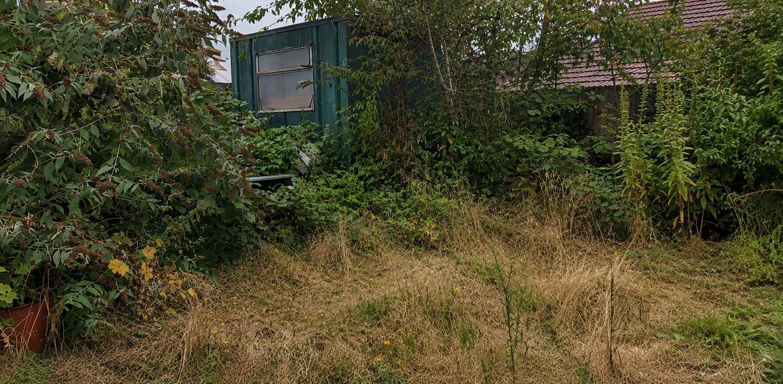 Before: garden overgrown with brambles and long grass in Wareham